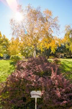 The sun in the park. Stock Photos