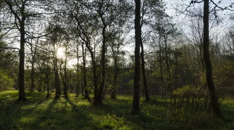Sun passes behind trees along in time lapse Stock Footage 42699770