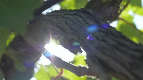 The sun passes through the branches of the vine in the vineyard on a sunny day 動画素材 138045313