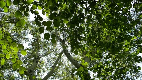 The sun passes through the crowns of trees Stock Footage 84598577