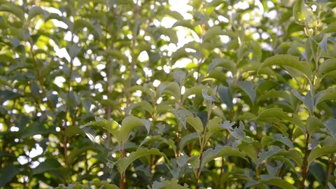 Sun passes through a green hedge Stock Footage 97667100