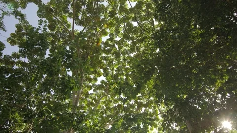 The sun passes through the leaves of gigantic trees, in Ivory Coast Stock Footage 237968716