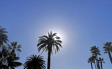 The sun passing behind a palm tree. Stock Photos