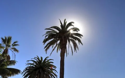 The sun passing behind a palm tree. Stock Photos