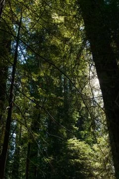 The sun passing between the branches of the trees in the Avenue of the Giants Stock Photos