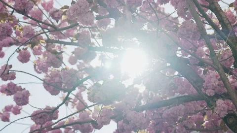 Sun passing through a cherry blossom tree in Bonn, Germany Stock Footage 155470715