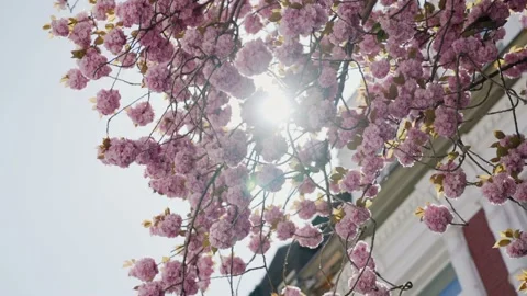 Sun passing through cherry blossom flowers in Bonn, Germany Stock Footage 155613211