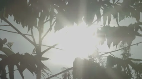Sun Passing Through Leaves Stock Footage 39016283