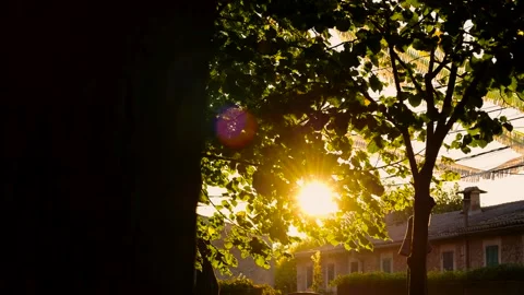 Sun passing through the leaves of the trees Stock Footage 283353654