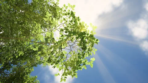 Sun passing through a tree. nature scene with a tree under a sunny sky Stock Footage 293009782