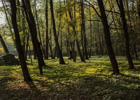 Sun passing through the trees in autumn forest Stock Photos
