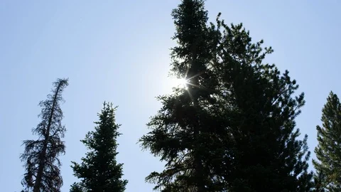 Sun peaking behind pine trees Video stock 107100182