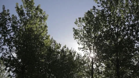 Sun peaking out from behind trees in Alberta Stock Footage 90850608