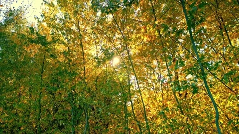 Sun Peaking Through Autumn Trees Stock Footage 342417598