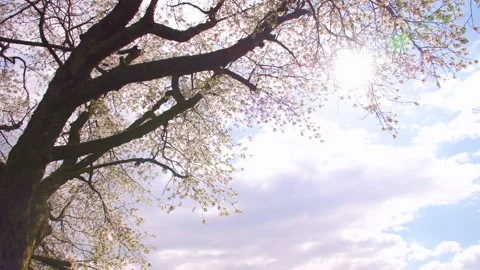 Sun peaking through branches of blooming tree Stock Footage 230032341