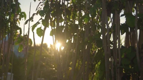 Sun Peaking Through Branches Stock Footage 144202165