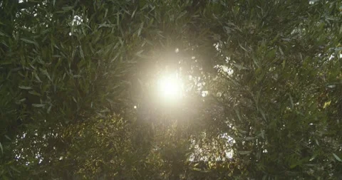 Sun peaking through bushes Stock Footage 247350320