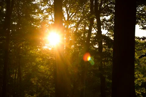 Sun Peaking through Forrest Stock Photos