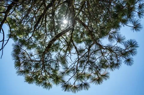 Sun peaking through the high branches of an evergreen pine tree with a clear sky Stock Photos