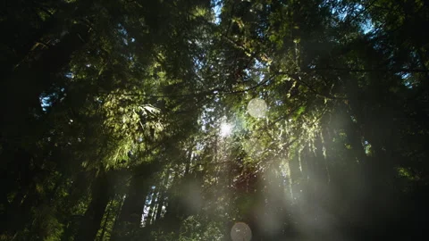 Sun peaking through leafs Stock Footage 246879851