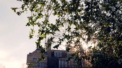 Sun peaking through plant with white blossoms Stock Footage 182861120