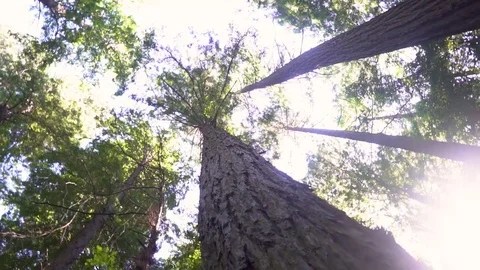 Sun peaking through the Redwood Trees Stock Footage 80175745