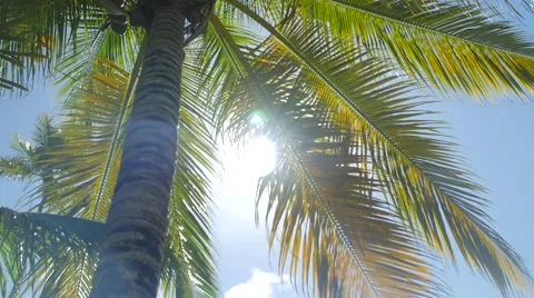 Sun peaking through a tall palm tree in the caribbean Stock Footage