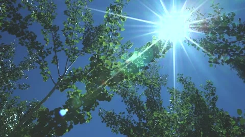 Sun Peaking Through Tree Branches Blowing In The Wind Stock Footage 62843261