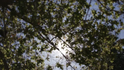 Sun peaking through tree branches 1 Video stock 103869257