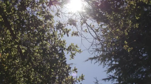 Sun peaking through tree branches 2 Stock Footage 103869280