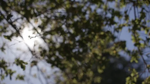 Sun peaking through tree branches 3 Stock Footage 103869314