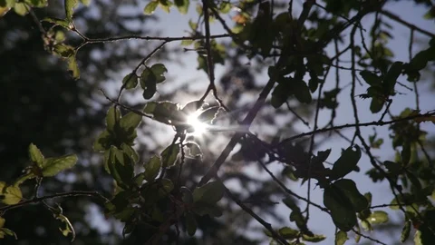 Sun peaking through tree branches in slow motion Stock Footage 103869362