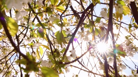 Sun peaking through tree branches with white flowers Stock Footage 230025236