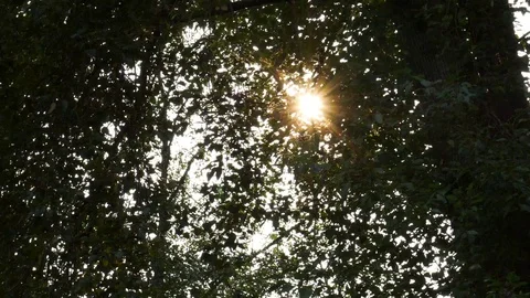 Sun peaking through tree leaves 4K Stock Footage