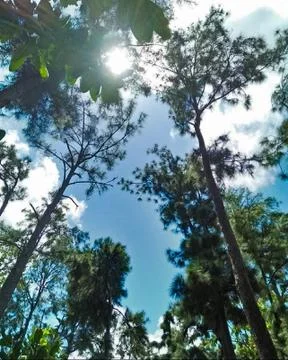 Sun peaking through tree Stock Photos