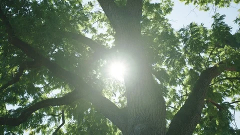 Sun peaking through a tree in slow motion 1 Stock Footage 104269538
