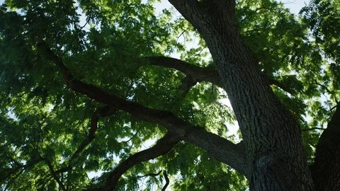 Sun peaking through a tree in slow motion 2 Stock Footage 104270030