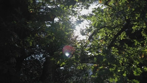 Sun peaking through trees and over-exposing the shot causing lens flares Stock Footage 101759782