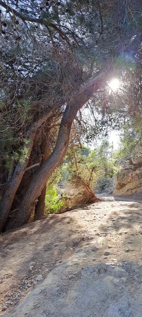 Sun peaking through trees beside a rocky road Stock Footage 315601896