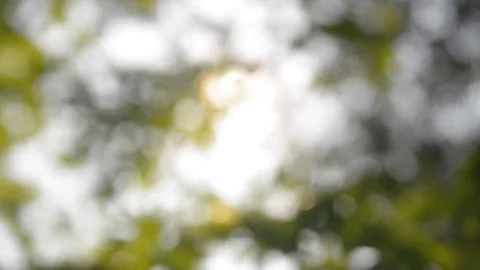 Sun Peaking Through the Trees 스톡 동영상 77719767