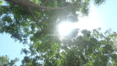 Sun peaking through the trees Stock Footage 116451376