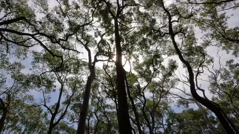 Sun peaking through the trees Stock Footage 211004043