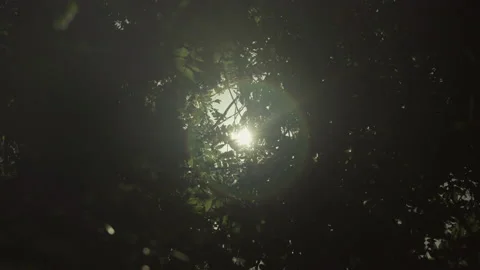 Sun Peaking Through Trees in a Forest Stock Footage 221290313