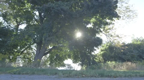 Sun Peaking Through Trees with Lens Flares Stock Footage 42906664