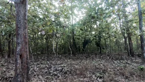 Sun peaking through the trees in the lush forest of Pench national park Stock Footage 297748015