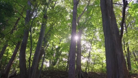 Sun Peaking Through Trees, Mountains of Hokkaido Japan Video stock 336900616
