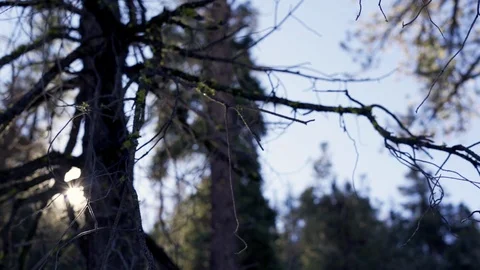Sun peaking by the tree branches Stock Footage 100862003
