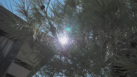 Sun peaking trough tree branches Stock Footage 95284736