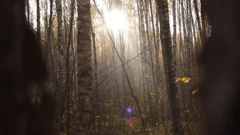 The sun peaks between two trees in the autumn forest in the early morning Stock Footage 122029114