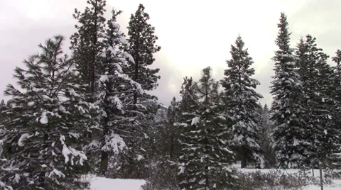 Sun Peaks through Clouds on Cold Snowy Day Video stock 38688500